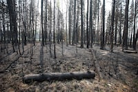 <p>The risk of wildfires remains high in Western Canada but the situation is currently better than it was at this time last year. Burned trees damaged from recent wildfires are seen in Drayton Valley, Alta. on Wednesday, May 17, 2023. THE CANADIAN PRESS/Jason Franson</p>