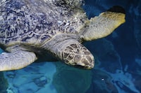 FILE - Myrtle, a green sea turtle estimated to be almost 90 years old, swims in the main tank at the New England Aquarium, April 22, 2016, in Boston. Veterinarians performed Myrtle’s check up Tuesday, April 9, 2024, after the 500-pound reptile was hoisted from the aquarium’s Giant Ocean Tank in an enormous crate on a chain. Myrtle is thought to be as many as 95 years old, which would place her just beyond the upper boundaries of the species' longevity, but aquarium staff said the big turtle is in robust condition despite her advance age. (AP Photo/Bill Sikes, File)