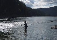 A fly fisherman casts on the Kootenai River, downstream of the Koocanusa Reservoir at the centre of the dispute, near the Montana-Idaho border and Leonia, Idaho, on Sept. 19, 2014. U.S. Indigenous leaders say they aren’t about to stop pushing Canada to agree to a bilateral investigation into toxing mining runoff from B.C. THE CANADIAN PRESS/AP - The Spokesman Review, Rich Landers