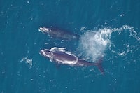 The population of critically endangered North Atlantic right whales, as shown in this undated handout photo provided by the New England Aquarium in Boston, appears to be levelling off after years of discouraging declines, according to new data released today by an international team of marine scientists. While that news is encouraging, a senior scientist with the North Atlantic Right Whale Consortium says the latest numbers also show the number of human-caused injuries continues to rise. THE CANADIAN PRESS/HO-New England Aquarium 
**MANDATORY CREDIT **