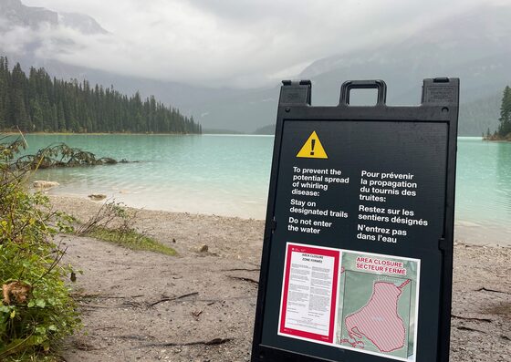 Parks Canada says whirling disease could ‘decimate’ fish, urges B.C. closure respect