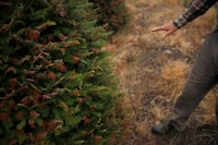 The British Columbia government says it is better equipping farmers to deal with drought, supplying $80 million in funding for irrigation. Dry needles on a grand fir tree are shown in the Cowichan Valley area of Duncan, B.C., on July 31, 2021. THE CANADIAN PRESS/Chad Hipolito