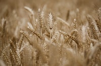 FILE PHOTO: A view shows ears of wheat in a field in Montbert near Nantes, France, June 15, 2023. REUTERS/Stephane Mahe/File photo