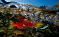 The British Columbia government is adding $17.25 million for ongoing efforts to save declining populations of wild Pacific salmon. Spawning sockeye salmon are seen making their way up the Adams River in Roderick Haig-Brown Provincial Park near Chase, B.C., Tuesday, Oct. 14, 2014. THE CANADIAN PRESS/Jonathan Hayward