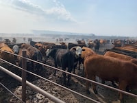 Cows belonging to BJ Fuchs, a farmer who has lost some land and had to move his cattle due to the wildifires, are seen on their new farm in Shining Bank, Alberta, Canada, on May 11, 2023. Many ranchers stayed behind to care for livestock as neighbours fled wildfires that ravaged Canada's Alberta province this week, others tearfully telling AFP all they could do was open corral gates and hope their abandoned cows found their own way to safety. (Photo by Anne-Sophie THILL / AFP) (Photo by ANNE-SOPHIE THILL/AFP via Getty Images)