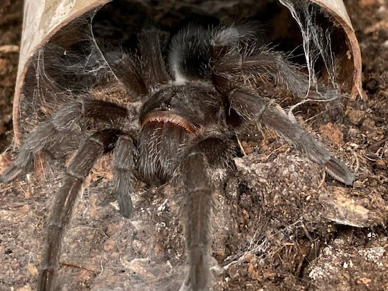 Tarantula crossing the road blamed for crash that sent a Canadian motorcyclist to the hospital