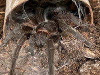 A tarantula is shown in a Canada Border Services Agency handout photo.  Agency officers got more than they bargained for earlier this year when they discovered two live tarantulas hidden inside plastic containers at the Edmonton International Airport. THE CANADIAN PRESS/HO-Canada Border Services Agency **MANDATORY CREDIT** 