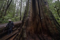 A woman walks past an old growth tree in Avatar Grove near Port Renfrew, B.C., Tuesday, Oct. 5, 2021. The British Columbia government has extended an order deferring old-growth logging in the Fairy Creek watershed on Vancouver Island. THE CANADIAN PRESS/Jonathan Hayward