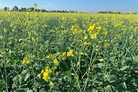 Winter canola is seen in an undated handout photo at an Ontario farm. THE CANADIAN PRESS/HO-Jennifer Doelman *MANDATORY CREDIT*