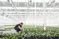 Workers sort plants at an orchid-growing operation at Bevo Farms in Leduc, Alta. on Tuesday, October 10, 2023. Aurora Cannabis Inc. holds a stake in Bevo Agtech Inc., a company growing flowers and tomato seedlings, and offering reprieve from the volatile cannabis business. THE CANADIAN PRESS/Amber Bracken