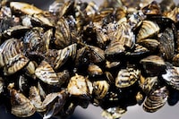 This July 1, 2010 photo shows zebra mussels clustered on a small tree branch that had fallen into Rice Lake near Brainard, Minn. The threat of zebra mussels has prompted the federal government to temporarily ban watercraft from a Manitoba lake popular with tourists. THE CANADIAN PRESS/AP, The Star Tribune, David Brewster 