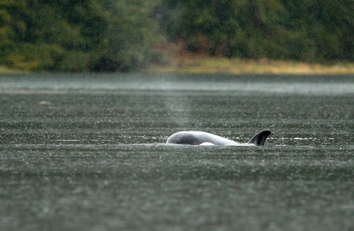 Trapped B.C. orca calf’s skin whitening, no sign of emaciation ...