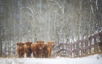 Highland cattle graze as snow falls near Cremona, Alta., Sunday, Oct. 18, 2020. Japan is lifting the last of its restrictions against Canadian beef, 20 years after this country's BSE crisis. THE CANADIAN PRESS/Jeff McIntosh