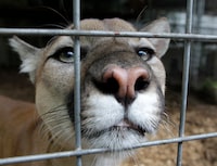 A wilderness area in Banff National Park has been closed after an apparent cougar attack left one person with non-critical injuries. A cougar watches from an enclosure at Stump Hill Farm in Massillon, Ohio min an Aug.25, 2010 file photo. THE CANADIAN PRESS/AP/Mark Duncan