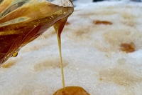 Maple Taffy.  Amy Rosen story on Indigenous Maple Syrup in Quebec