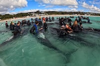 A handout photograph taken and released on July 26, 2023 by the Western Australia Department of Biodiversity, Conservation and Attractions, shows volunteers helping pilot whales, with more than 50 whales dying after stranding themselves on Cheynes Beach in Western Australia. Authorities said they were "optimistic" that the other 45 whales in the pod could survive. (Photo by WESTERN AUSTRALIA DEPARTMENT OF BIODIVERSITY, CONSERVATIONA AND ATTRACTION / AFP) / ----EDITORS NOTE ----RESTRICTED TO EDITORIAL USE MANDATORY CREDIT " AFP PHOTO / WESTERN AUSTRALIA DEPARTMENT OF BIODIVERSITY, CONSERVATIONA AND ATTRACTIONS NO MARKETING NO ADVERTISING CAMPAIGNS - DISTRIBUTED AS A SERVICE TO CLIENTS (Photo by -/WESTERN AUSTRALIA DEPARTMENT OF /AFP via Getty Images)