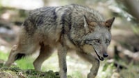 Nova Scotia will offer trappers $20 per coyote pelt in a plan to allay the public's fears about the animal.