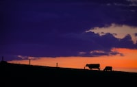Cattle graze at sunset near Cochrane, Alta., Thursday, June 8, 2023. Canadian beef and pork farmers are calling on members of Parliament to vote against the U.K.'s membership in a major Asia-Pacific trade group. THE CANADIAN PRESS/Jeff McIntosh