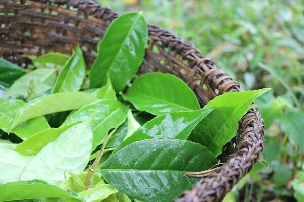 Ditch your morning java and smell the guayusa - The Globe and Mail