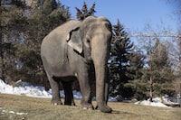 Lucy the elephant at the Edmonton Valley Zoo, in Edmonton on Tuesday March 21, 2023. Canadian zoos won't be able to have new elephants or apes under new federal legislation introduced this week. THE CANADIAN PRESS/Jason Franson