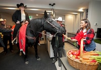 Diane Wensel, left, rides Tuffy the horse into the lobby of a hotel as the annual tradition kicks off Grey Cup festivities ahead of the 110th CFL Grey Cup between the Winnipeg Blue Bombers and Montreal Alouettes in Hamilton, Ont., on Thursday, November 16, 2023. THE CANADIAN PRESS/Nathan Denette