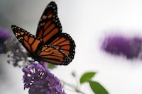 FILE Ñ A monarch butterfly in a garden in Wading River, N.Y., on Oct. 9, 2021.  At more than 250 overwintering sites in California, scientists counted around 233,000 butterflies in the 2023-24 winter, a 30% drop from the previous year.  (Karsten Moran/The New York Times)