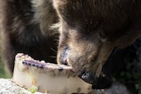 Knute the grizzly bear digs in to a special frozen treat at the BC Wildlife Park in Kamloops, B.C. on Thursday, Aug. 17, 2023. The treat includes components from the bear's normal diet like fruit and berries, but is frozen. 'It's such a good enrichment,' says zookeeper Dannielle Rogers. Marissa Tiel/ The Globe and Mail
