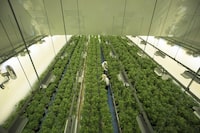 staff work in a marijuana grow room at a Canopy Growth facility in Smiths Falls, Ont. on Thursday, Aug. 23, 2018.