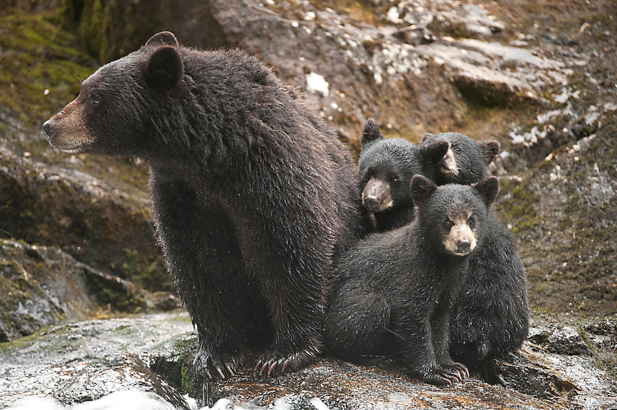 Western Canada: B.C. conservation officers killed a record number of bears last year. Did they have to?