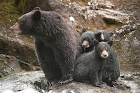 Black bear mother with three first year cubs in B.C..
credit:  Ian McAllister/Pacific Wild