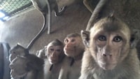 Photo of long tailed Macaques in a monkey farm in Cambodia (credit: Cruelty free International)