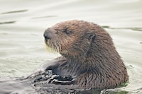 A sea otter is seen in the estuarine water of Elkhorn Slough, Monterey Bay, Calif., on Aug. 3, 2018.   Bringing sea otters back to a California estuary has helped restore the ecosystem by controlling the number of burrowing crabs - a favorite sea otter snack - that cause marshland erosion. (Emma Levy via AP)