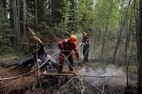 Wildland firefighters work to extinguish embers in a forested area of Shining Bank, Alberta, Canada on May 19, 2023. In a country revered for placid landscapes and predictability, weeks of out-of-control wildfires raging across western Canada have ushered in a potent sense of fear, threatening a region that is the epicenter of the country’s oil and gas sector. (Jen Osborne/The New York Times)