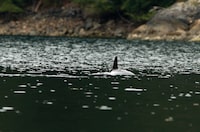 The orphaned orca calf who has been stranded after its pregnant mother died after being caught when the tide went out more than a week ago is spotted in a lagoon near Zeballos, B.C., on Monday April 1, 2024. THE CANADIAN PRESS/Chad Hipolito