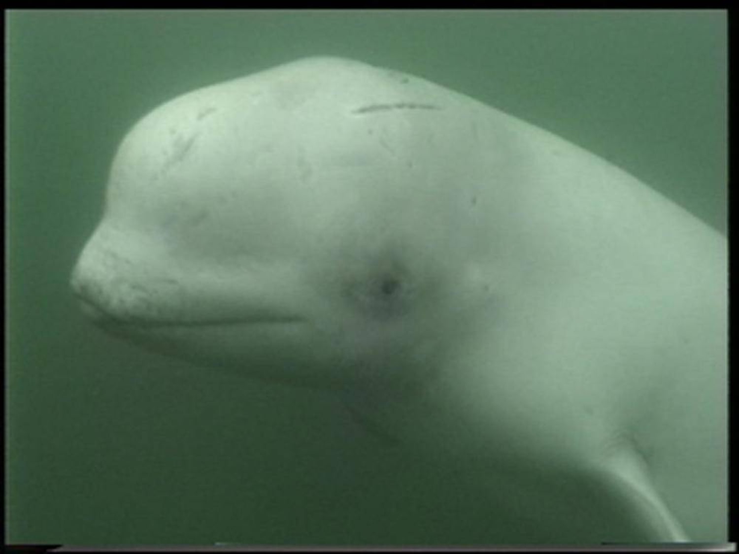 Parasite spread by cats threatens Quebec's endangered belugas