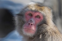 A Quebec zoo took advantage of last Monday's total solar eclipse to study the behaviours of some of its animals. A Japanese macaque looks on at the Granby Zoo in Granby, Que., in a Jan. 17, 2024, handout photo. The zoo's research and conservation department was approached by an astrophysics professor from the Université du Québec à Montréal about taking part in an animal behaviour study and collecting data on how they reacted during the rare phenomenon. THE CANADIAN PRESS/HO-Granby Zoo, Keith Bartlett, *MANDATORY CREDIT*