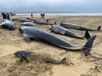 An image provided via Cristina McAvoy/British Divers Marine Life Rescue shows several pilot whales stranded on a beach in Scotland, on July 16, 2023.  Only one pilot whale survived out of the 55 beached on the Isle of Lewis in northwest Scotland on Sunday, July 16, 2023. It was the largest mass stranding in the region in over a decade. (via Cristina McAvoy/British Divers Marine Life Rescue) — NO SALES; FOR EDITORIAL USE ONLY WITH NYT STORY SLUGGED SCOTLAND WHALES BY BECKY FERREIRA FOR JULY 17, 2023. ALL OTHER USE PROHIBITED. —