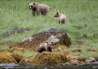 A grizzly bear and its two cubs are seen in the Khutzeymateen Inlet near Prince Rupert, B.C., on June 22, 2018. THE CANADIAN PRESS Jonathan Hayward