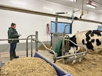 Research technician Gail Ritchie conducts methane testing on a cow at the Ontario Dairy Research Centre in Elora, Ontario, Canada, February 24, 2017. Efficient Dairy Genome Project/Handout via REUTERS  THIS IMAGE HAS BEEN SUPPLIED BY A THIRD PARTY. BEST QUALITY AVAILABLE