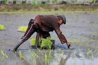 FILE PHOTO: A worker cultivates rice plants at Sompot Tubcharoen's farm in Bangkok, Thailand August 28, 2018. Picture taken August 28, 2018. REUTERS/Soe Zeya Tun/File Photo