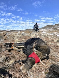 In this photo provided by the Nevada Department of Wildlife, a sedated moose lies on the ground in Elko County, Nev., after being collared and its health and vitals examined, in 2022. In what will be a very tiny hunt for some of the biggest game in North America, Nevada is planning its first-ever moose hunting season during fall 2024. State officials expect thousands of applications for the handful of hunting tags and, with an estimated population barely topping 100, it's already controversial. (Nevada Department of Wildlife via AP)