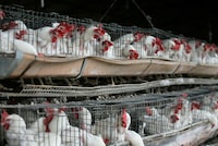 FILE PHOTO: Chickens sit in their enclosures at a poultry farm in Tepatitlan, in Jalisco state, July 4, 2012.  REUTERS/Alejandro Acosta/File Photo