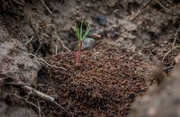 A Douglas Fir seedling, dropped from a drone in November 2021, breaks through its delivery "puck" June 6, 2022 at a site about 15 kilometres west of Williams Lake, B.C. on the Chilcotin Plateau. Central Chilcotin Rehabilitation Ltd. is using drones to help reseed areas burned during the 2017 wildfire season.