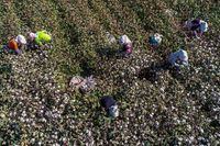 This photo taken on Oct. 14, 2018, shows farmers picking cotton in a field in Hami in China's northwestern Xinjiang region.