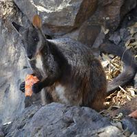 This December 2019 photo provided by Guy Ballard shows a male brush-tailed rock wallaby eating supplementary food researchers provided in the Oxley Wild Rivers National Park in New South Wales, Australia. Before this fire season, scientists estimated there were as few as 15,000 left in the wild. Now recent fires in a region already stricken by drought have burned through some of their last habitat, and the species is in jeopardy of disappearing, Ballard said.