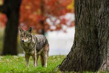A coyote walks through Coronation Park in Toronto on Wednesday, November 3, 2021.A school in the Greater Toronto Area is keeping students indoors this week after a coyote was seen on its grounds.THE CANADIAN PRESS/Evan Buhler