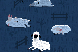 Fences and sleeping sheep at night