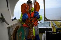 First Mate Shawn McGrath holds up a lobster he pulled out of a trap estimated to be over 20-pounds while captain David Sproul's crew works in the Bay of Fundy on Thursday, November 14, 2019. The crew left the wharf in Parker's Cove, N.S. at 10:00 a.m. and returned at midnight after harvesting nearly 3500 lbs. of lobster.Darren Calabrese/The Globe and Mail