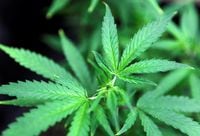 Marijuana plants are displayed for sale at Canna Pi medical marijuana dispensary in Seattle.
