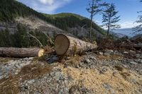 Fresh sawdust is seen from a tree cut near near Port Renfrew, B.C. Monday, Oct. 4, 2021. THE CANADIAN PRESS/Jonathan Hayward